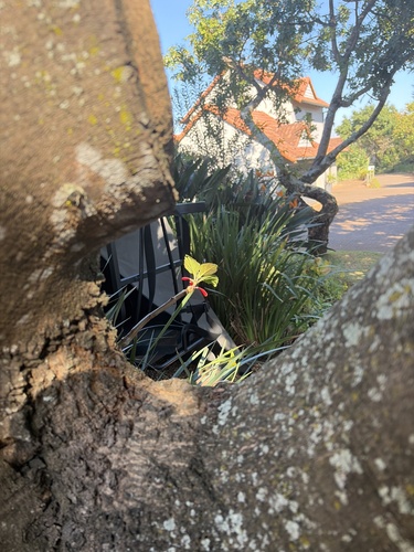 Tree Jockey