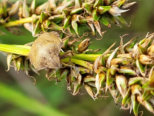 Tortoise Bug, Earnewâld, Nederland, photo 5 of 10