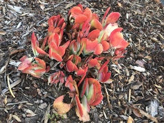 Kalanchoe luciae