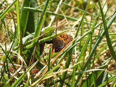 Lycaena helle