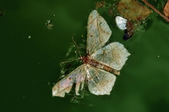 Chiasmia simplicilinea