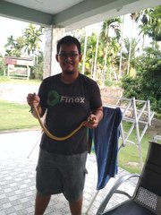 Xenelaphis hexagonotus