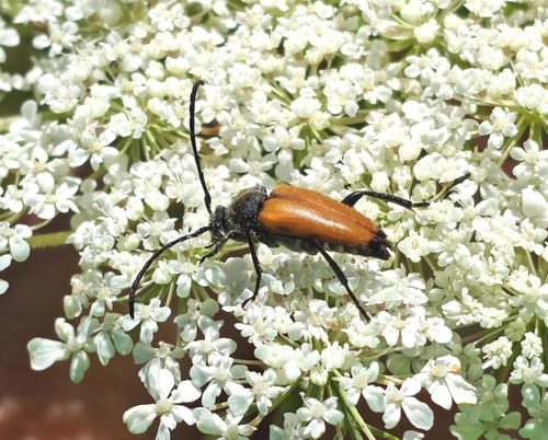 tawny longhorn beetle
