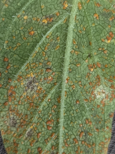 Coleosporium melampyri