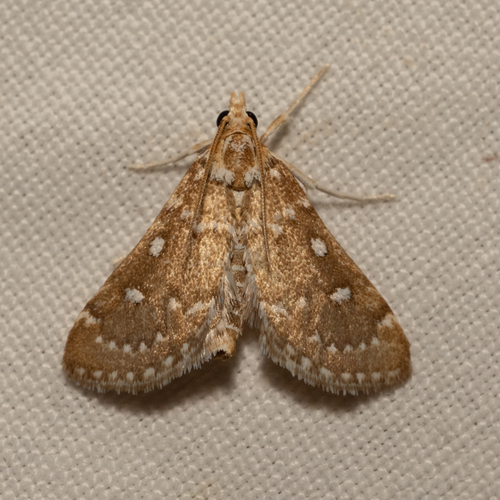 Metasia octogenalis