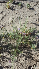 Leucosyris arida