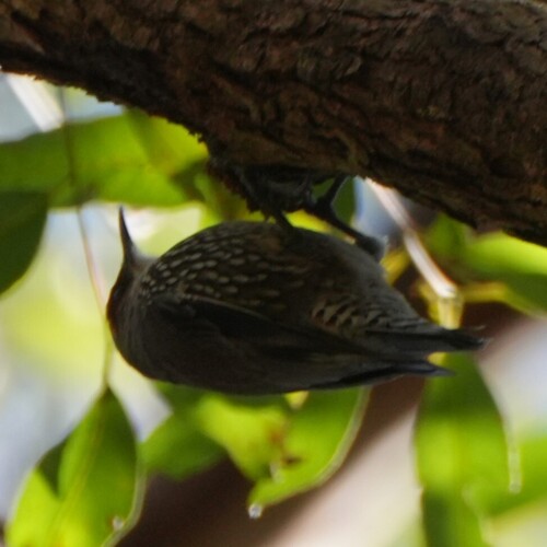 Red-browed Treecreeper (Climacteris erythrops), photo 4