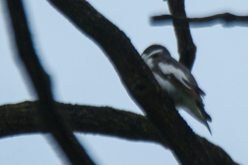 Semicollared Flycatcher (Ficedula semitorquata), photo 5