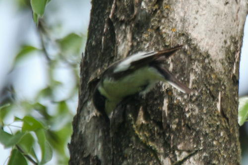 Semicollared Flycatcher (Ficedula semitorquata), photo 4