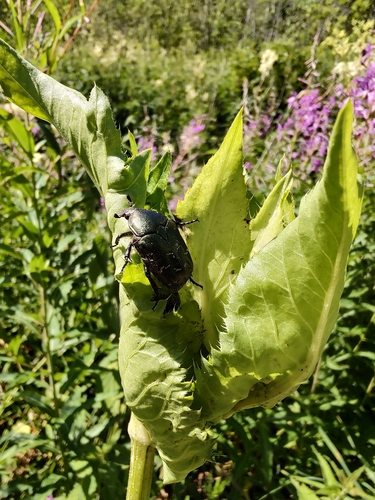 Copper Chafer