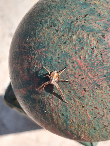 Philodromus aureolus