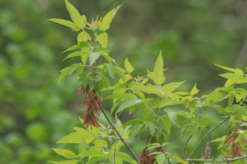 box elder