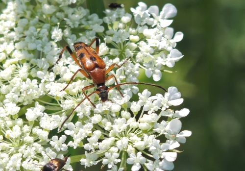 Stenurella septempunctata