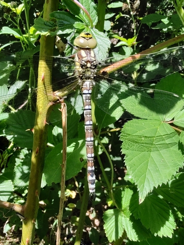 Southern Hawker