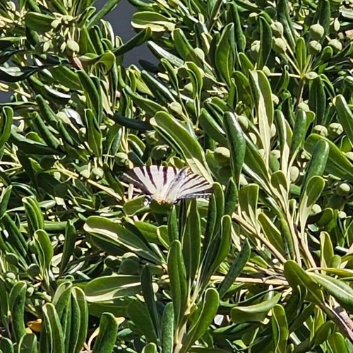 Scarce Swallowtail