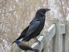 Corvus corax
