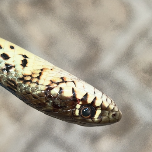 Balkan Whip Snake