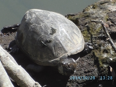 Kinosternon hirtipes murrayi