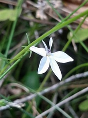 Lobelia pubescens