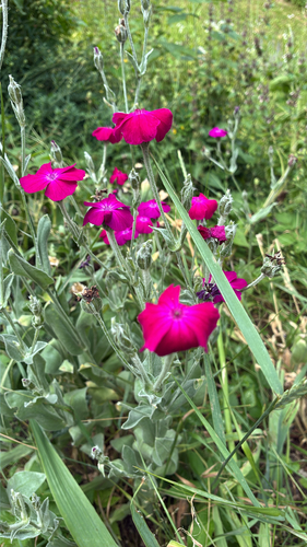 Rose campion