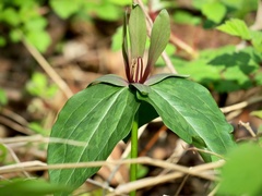 Trillium viride