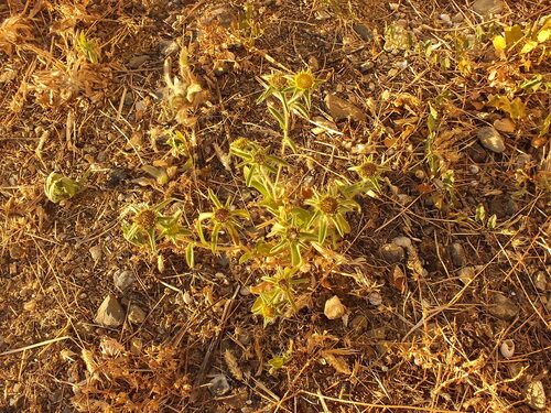 Spiny Starwort