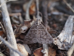Dichromodes explanata