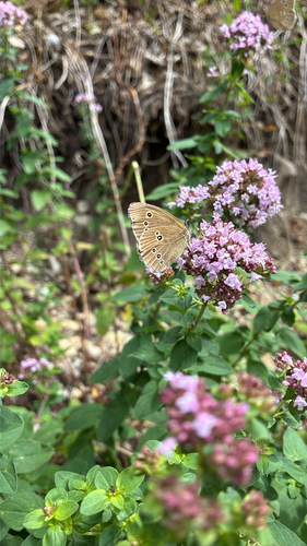 Ringlet