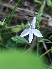 Lobelia pubescens