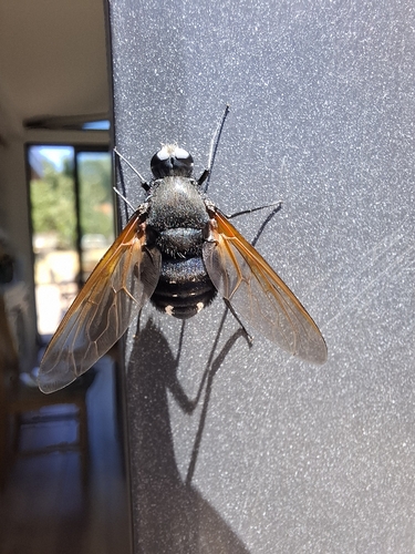 Satyramoeba hetrusca