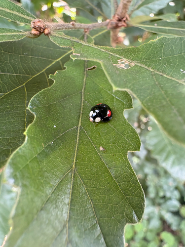 Coelophora saucia