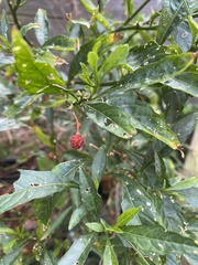 Solanum pseudocapsicum