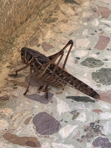 White-faced Bush-cricket