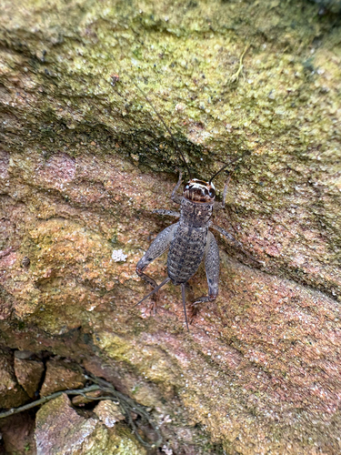 Japanese Burrowing Cricket