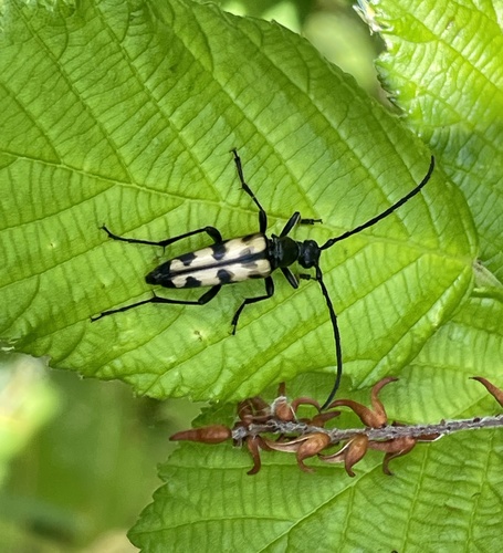 four-banded longhorn beetle, Nationaal Park De Biesbosch, Werkendam, Noord-Brabant, NL, photo 5 of 10