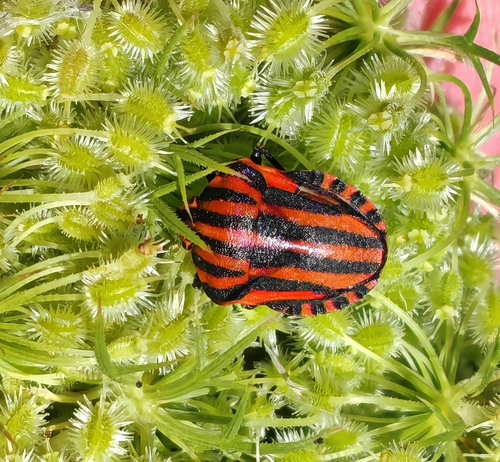 Continental Striped Shield Bug
