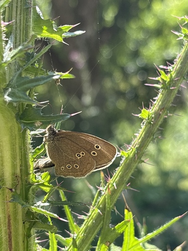 Ringlet