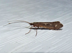 Glyphopsyche irrorata