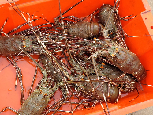 Panulirus gracilis