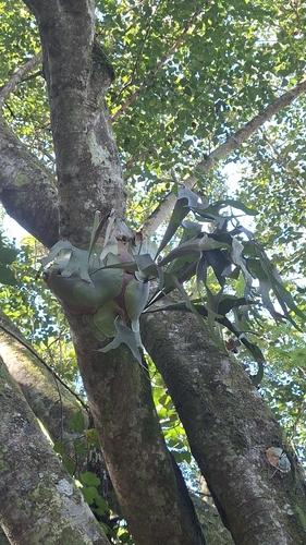 Elkhorn fern
