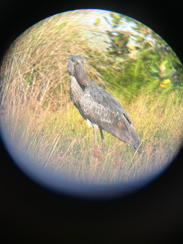iNaturalist image