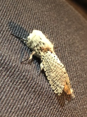 Polyphagozerra coffeae