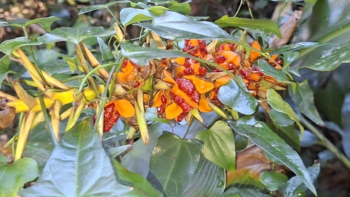 Kahili ginger