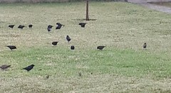 Molothrus bonariensis