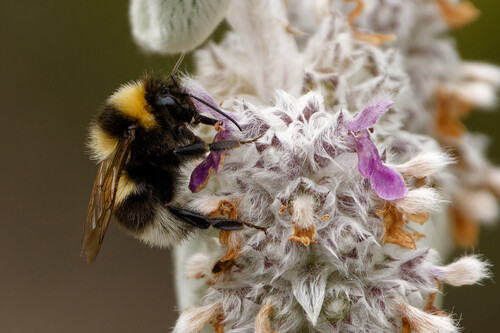 Garden Bumble Bee