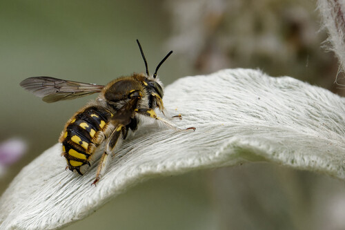 European Woolcarder Bee