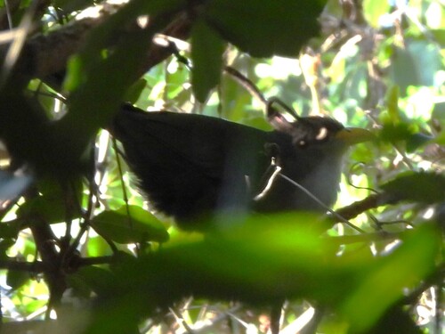 iNaturalist image