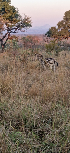 Plains Zebra