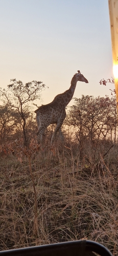 Southern Giraffe