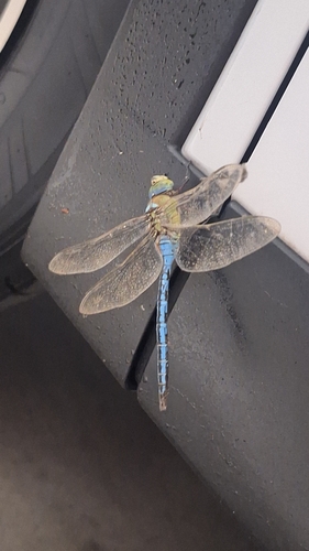 Blue Emperor